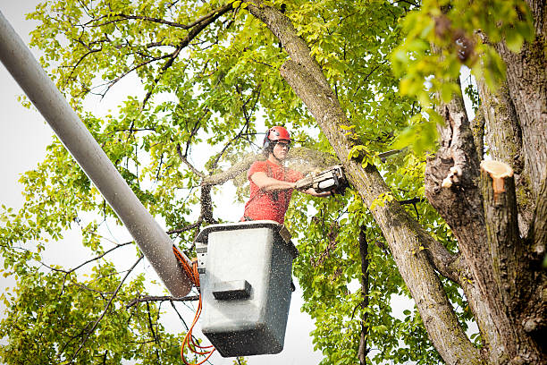 Best Emergency Tree Removal Services  in USA